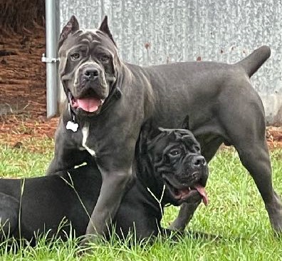 The Boys